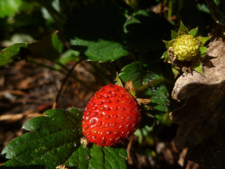 Strawberry Growing Information - Green Harvest