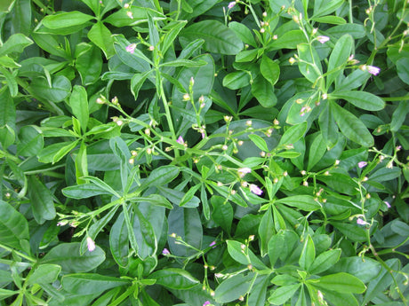 Surinam Spinach Growing Information - Green Harvest