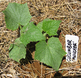 Survival of the fittest – help your seedlings survive the heat - Green Harvest