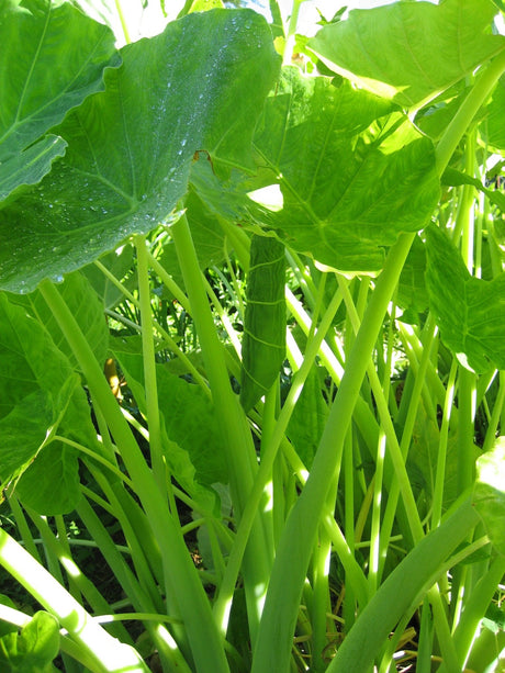 Tahitian Spinach Growing Information - Green Harvest