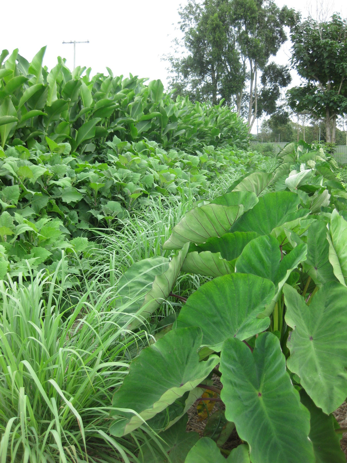 Taro Netzer Taro Plant Taro: How To Plant And Eat Safely | Stuff
