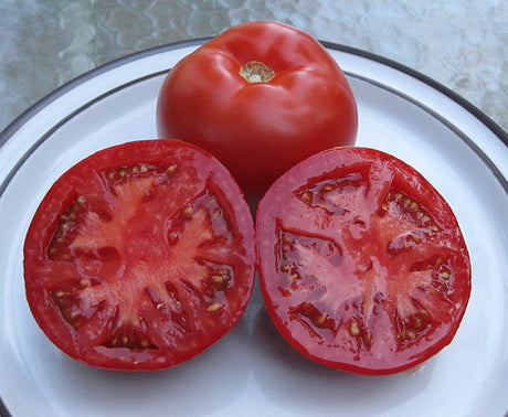 Tomatoes – the next generation! - Green Harvest