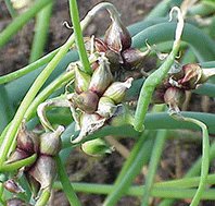 Tree Onion Growing Information - Green Harvest