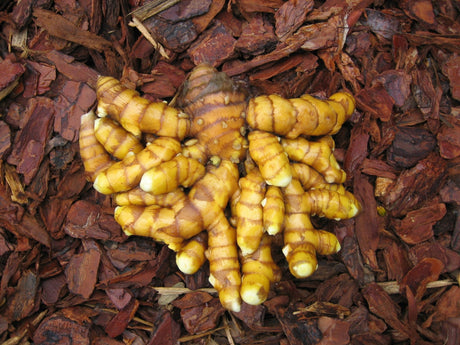 Turmeric Growing Information - Green Harvest