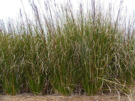 Vetiver Grass Growing Information - Green Harvest