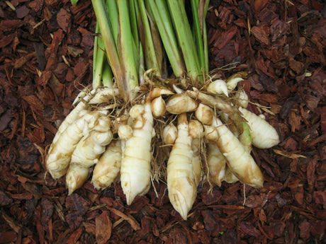 West Indian Arrowroot Growing Information - Green Harvest