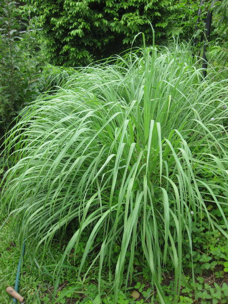 West Indian Lemongrass Growing Information - Green Harvest