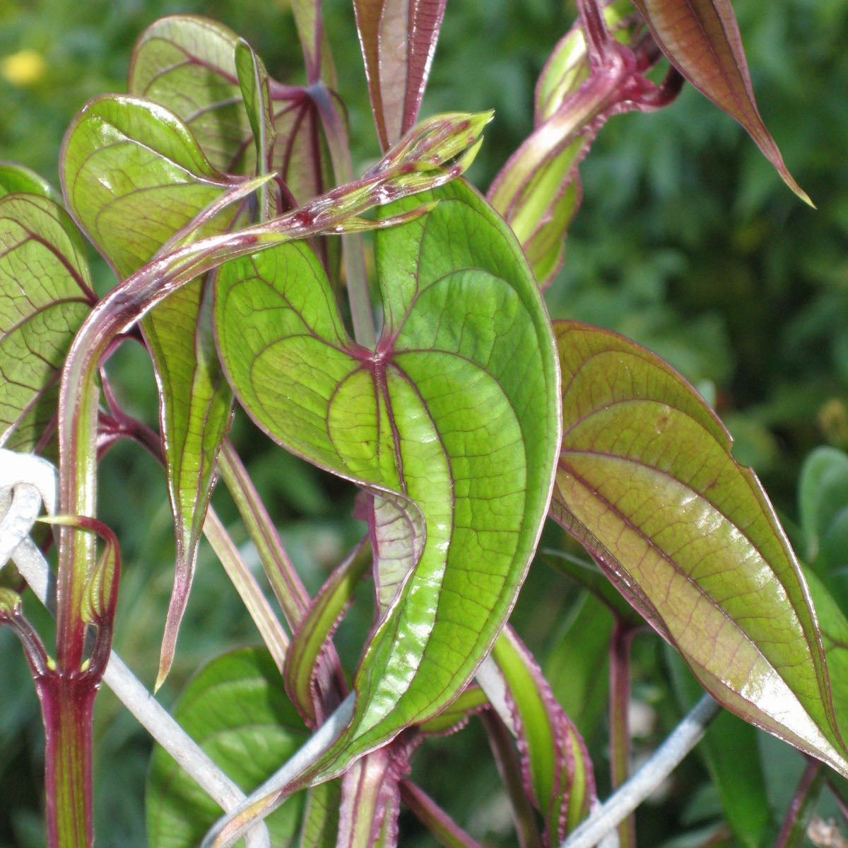 Yam Growing Information – Green Harvest