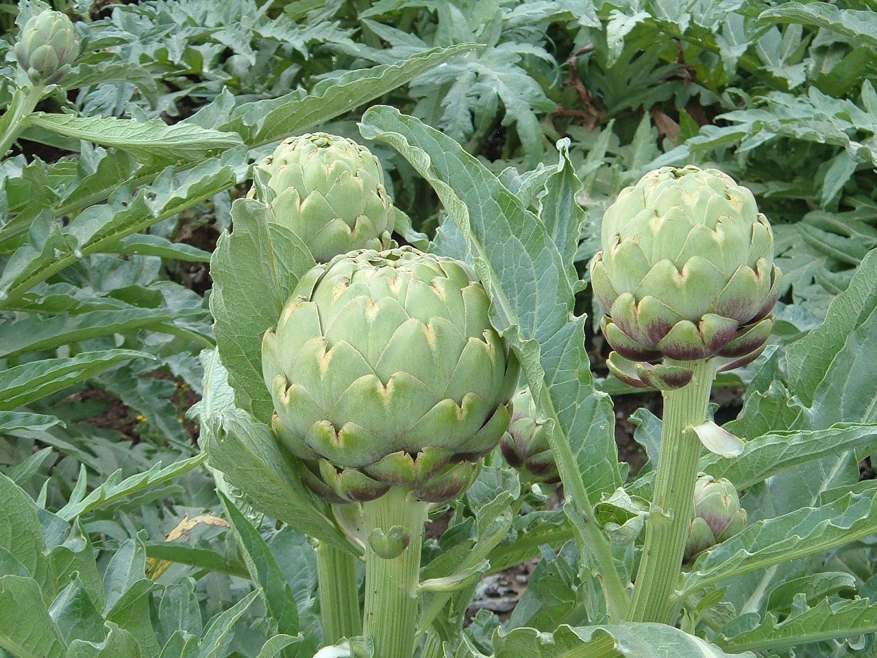 Artichoke - Green Harvest