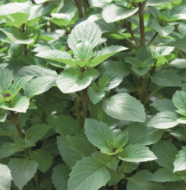 Basil - Green Harvest