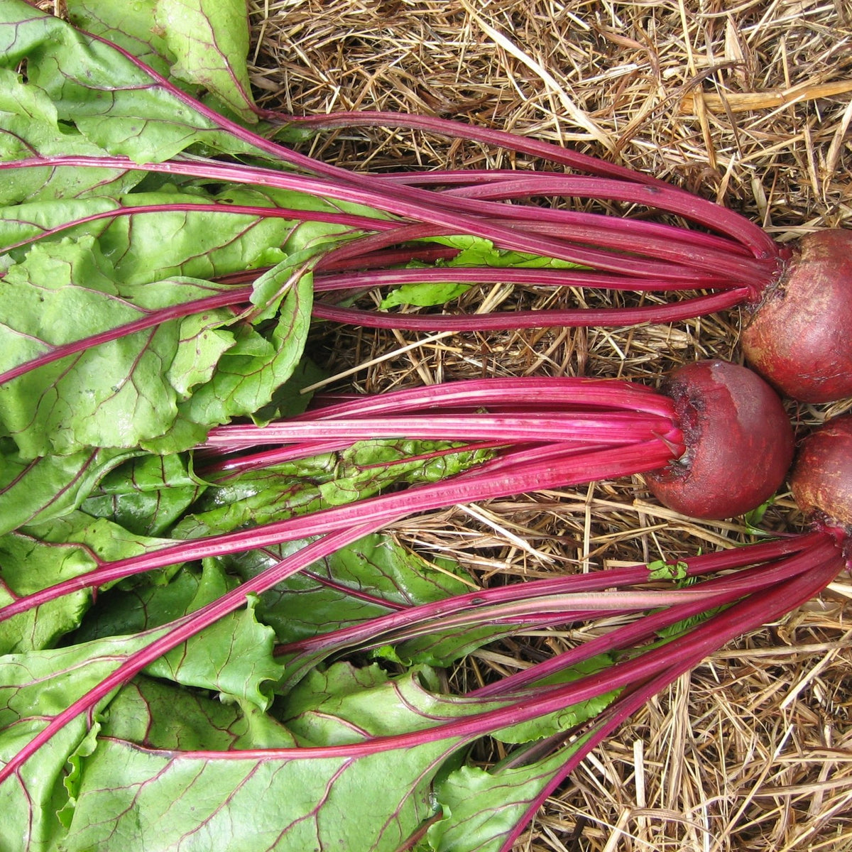 Beetroot – Green Harvest