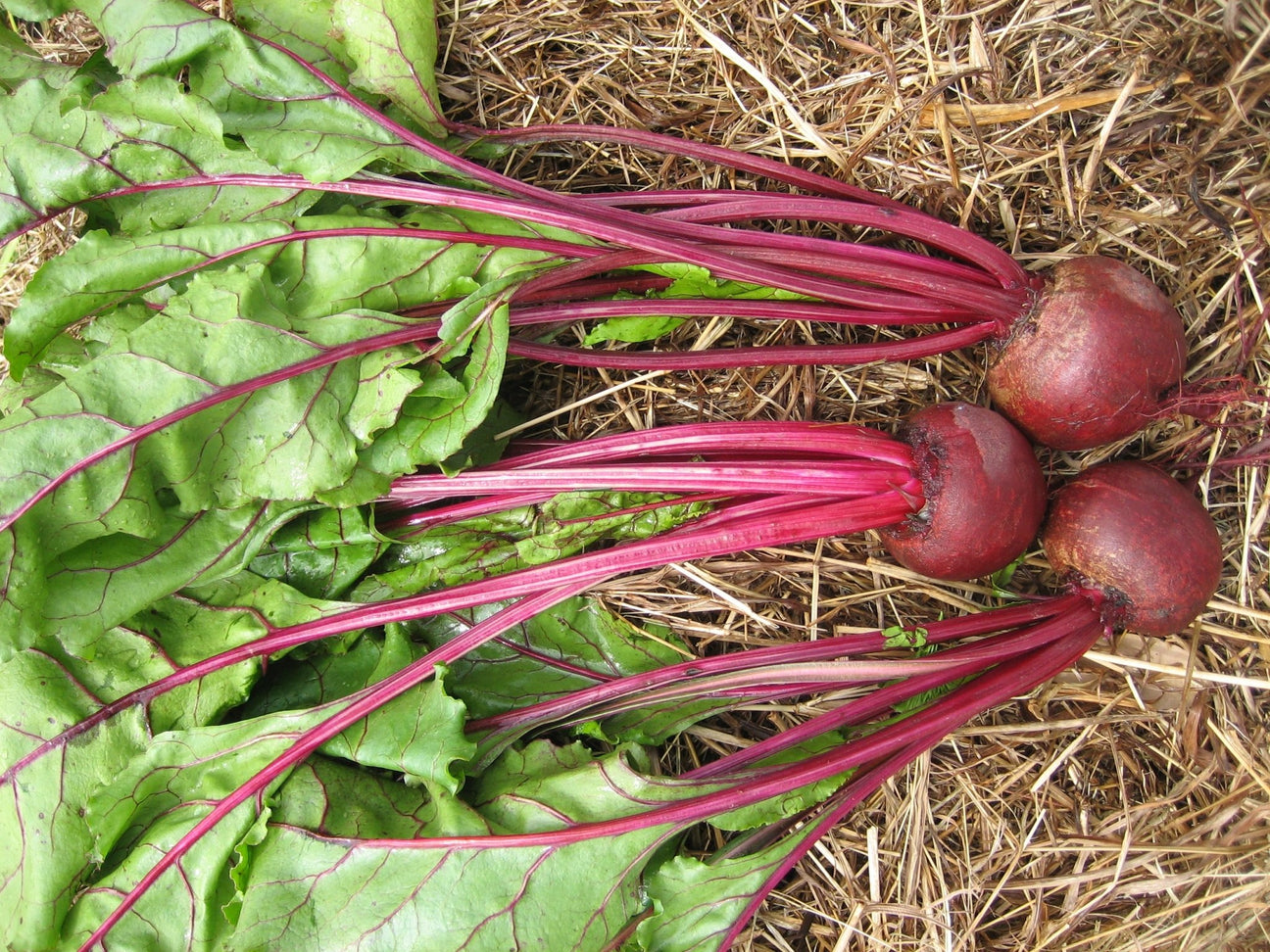 Beetroot - Green Harvest