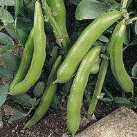 Broad Beans - Green Harvest