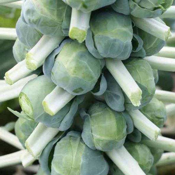 Brussels Sprouts - Green Harvest