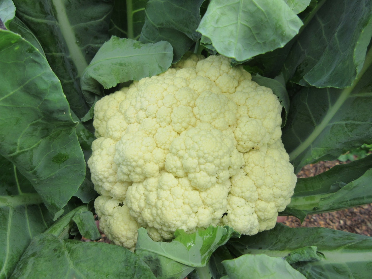 Cauliflower - Green Harvest