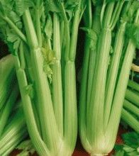 Celery - Green Harvest