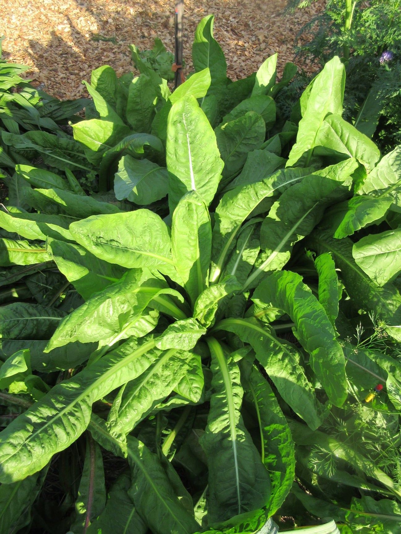 Chicory - Green Harvest