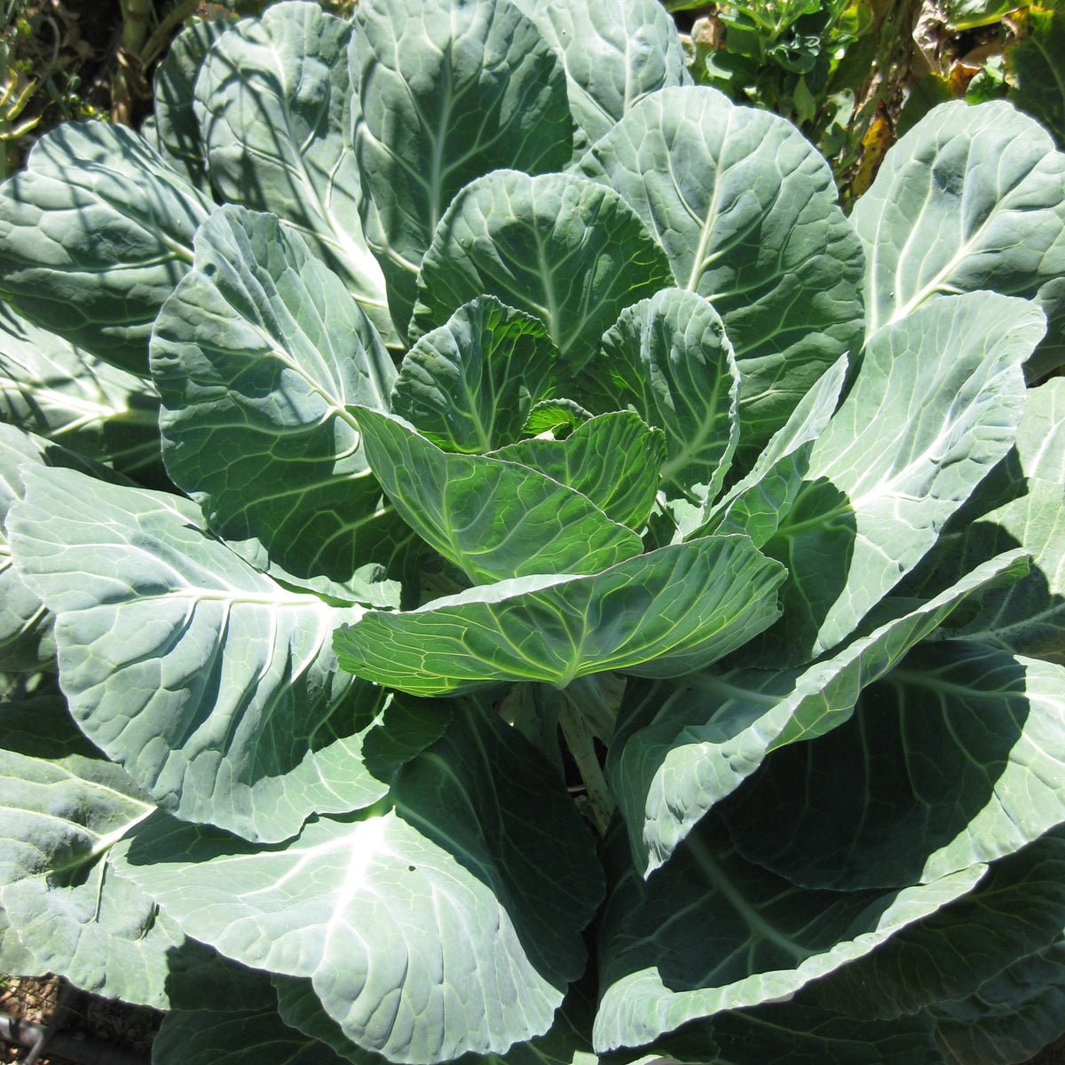 Collards – Green Harvest
