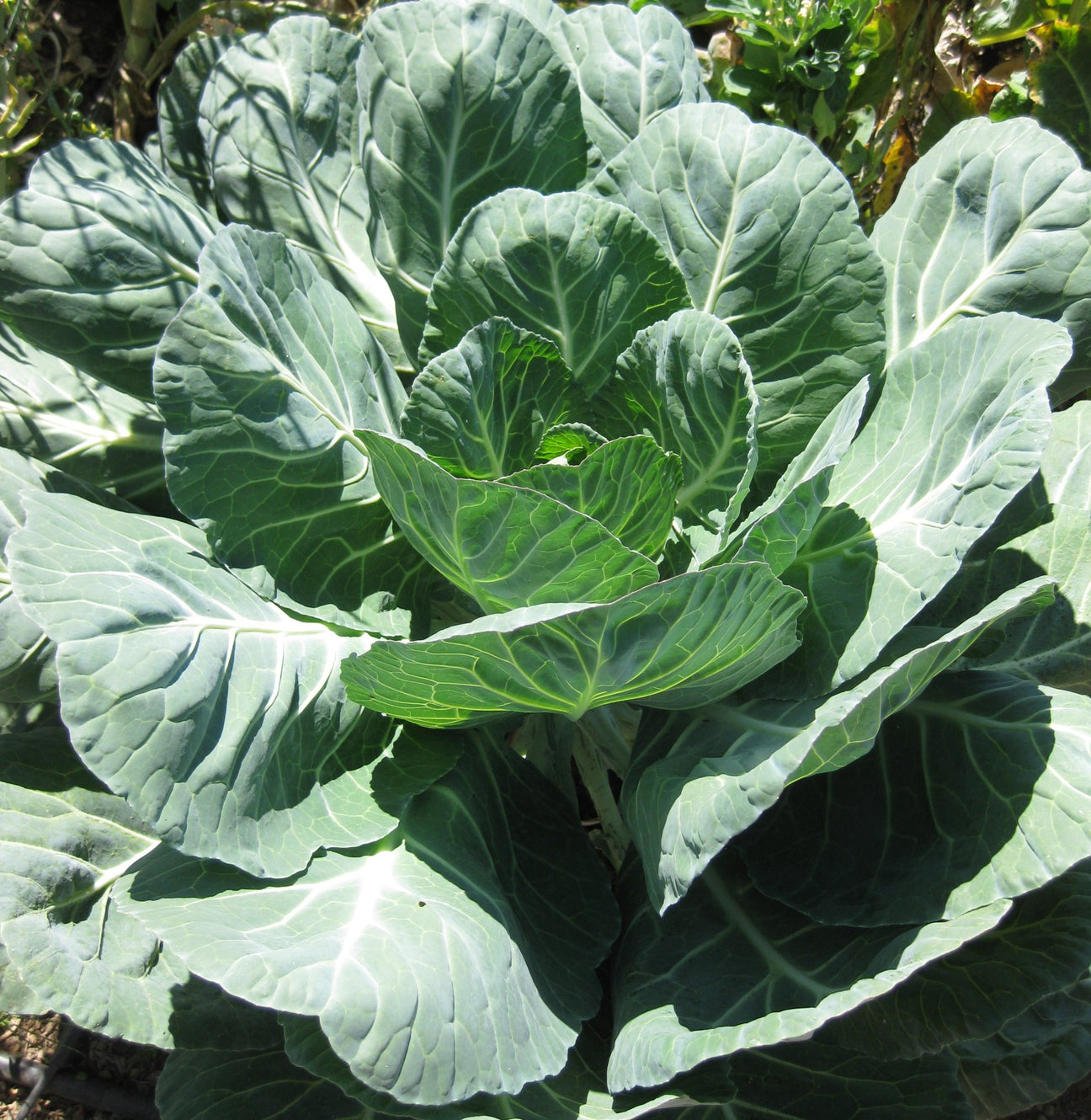 Collards - Green Harvest