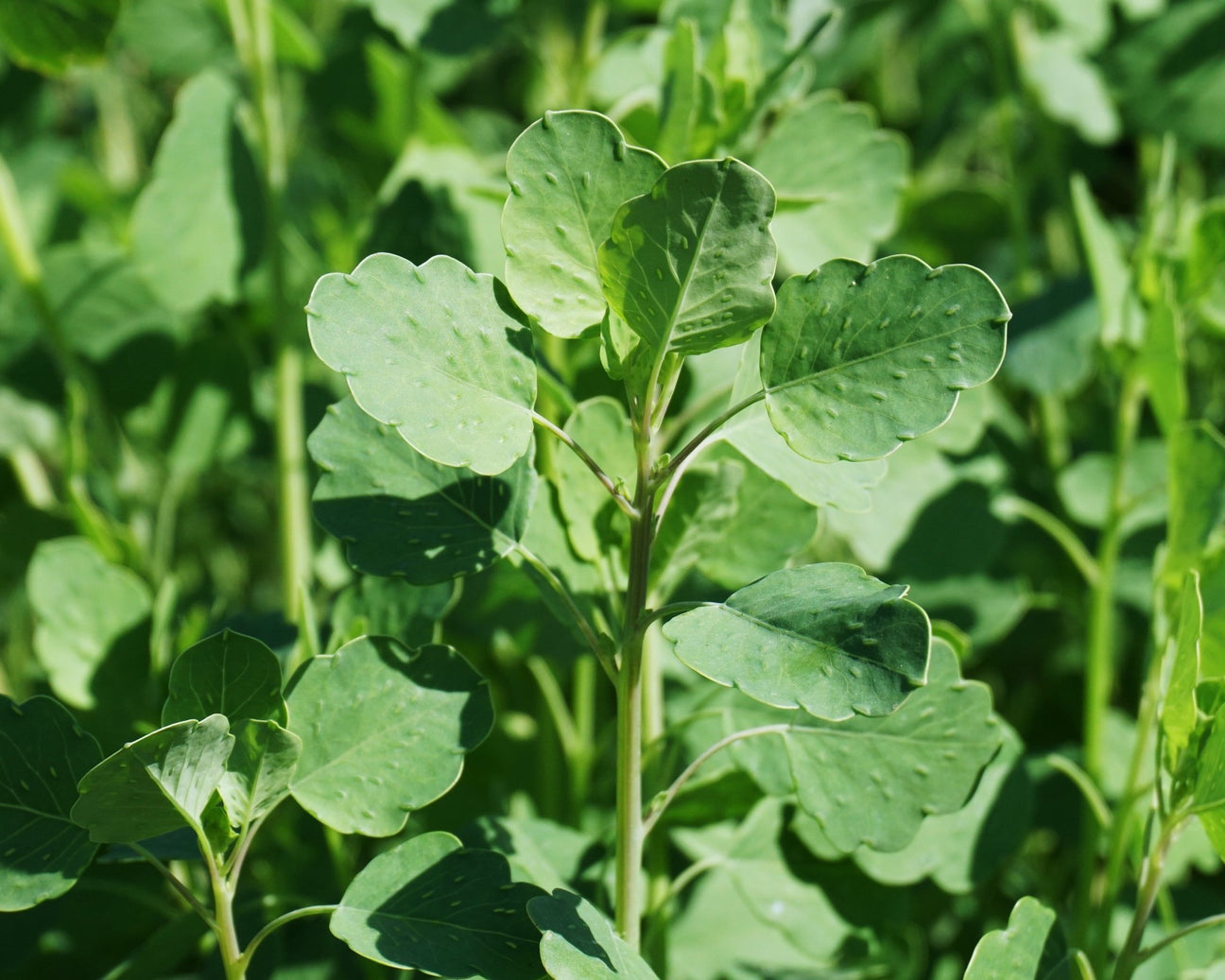 Coriander - Green Harvest