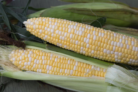 Corn - Green Harvest