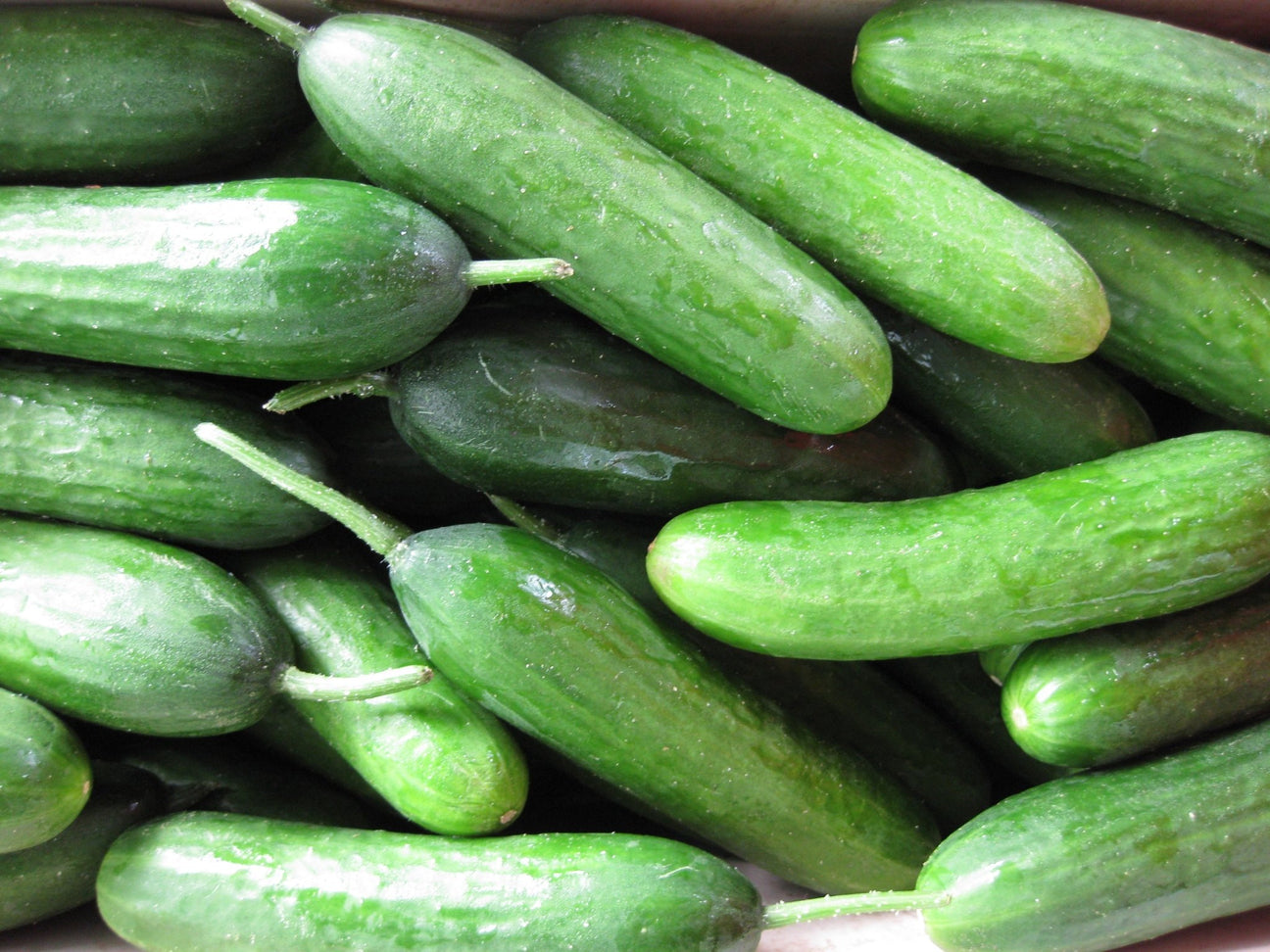 Cucumber - Green Harvest