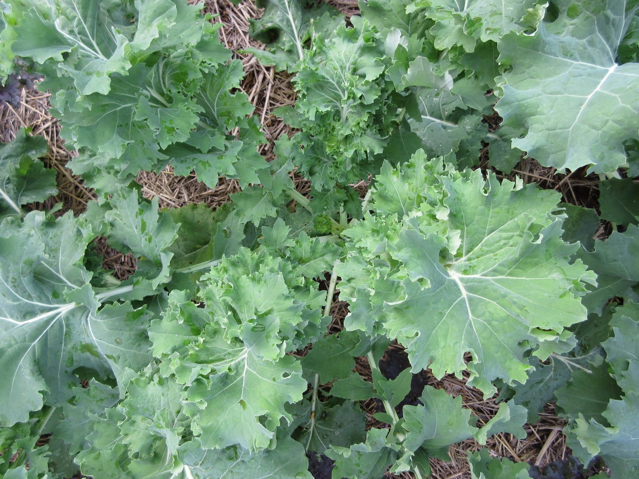 Kale - Green Harvest