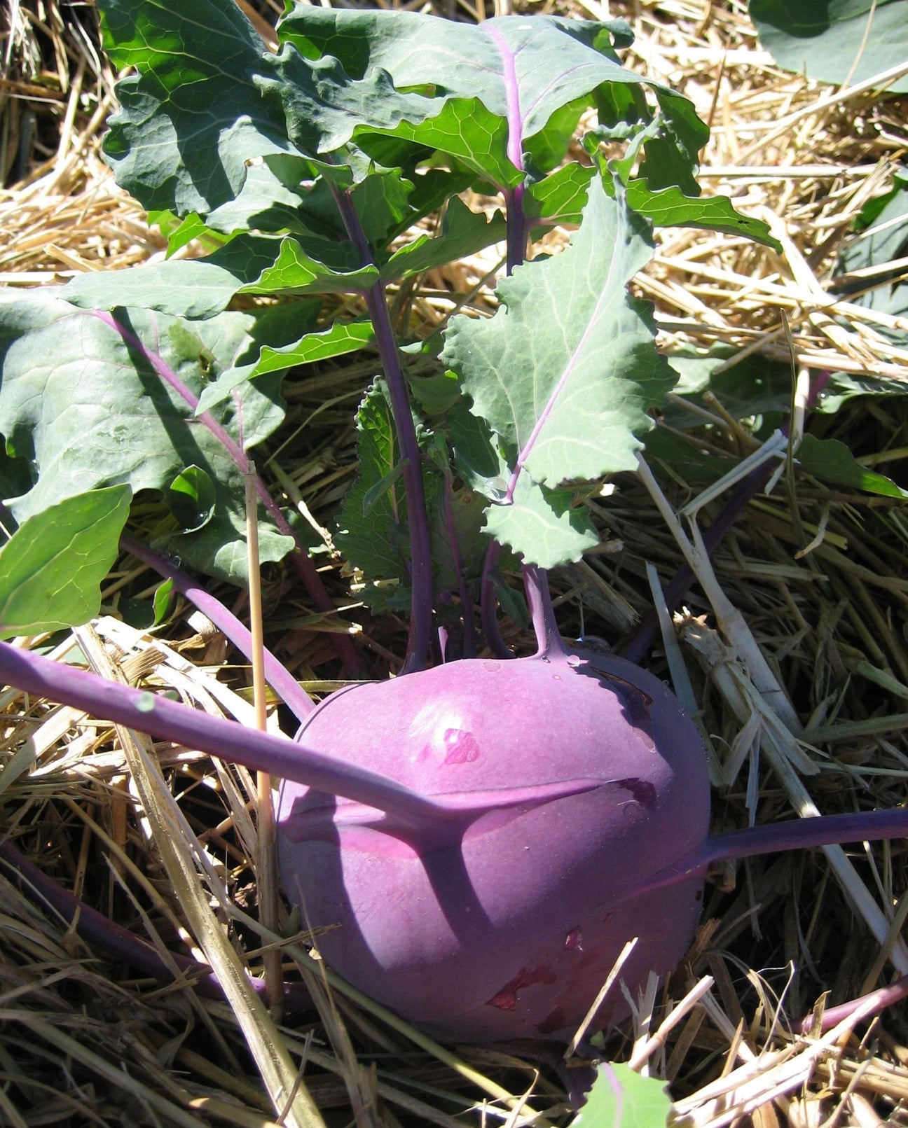 Kohlrabi - Green Harvest