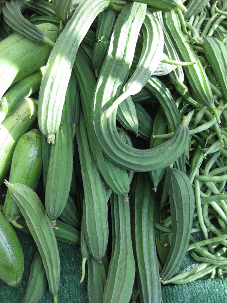 Luffa - Green Harvest