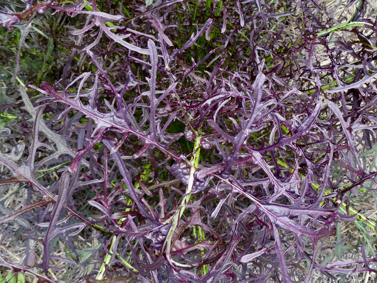 Mustard - Green Harvest