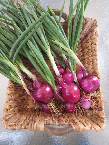 Onion - Green Harvest