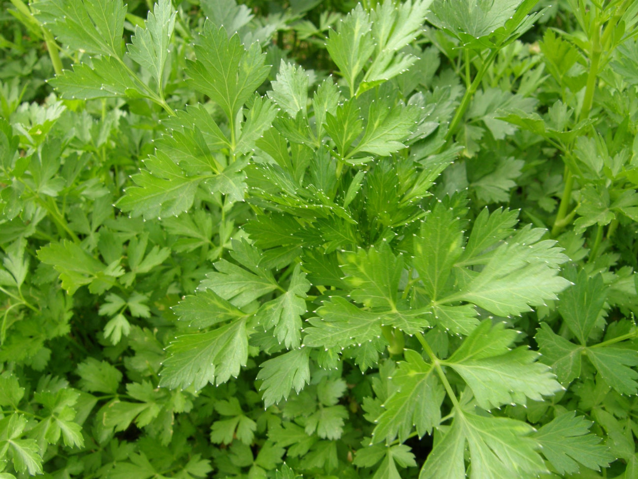 Parsley - Green Harvest