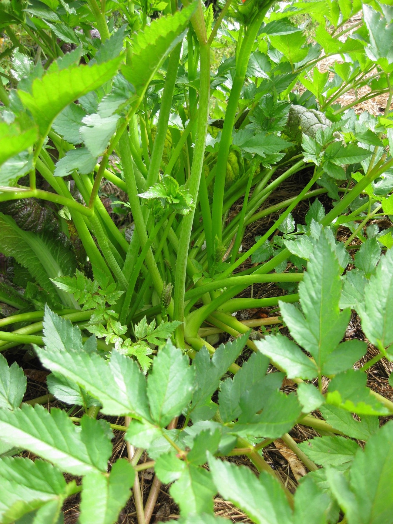 Parsnip - Green Harvest