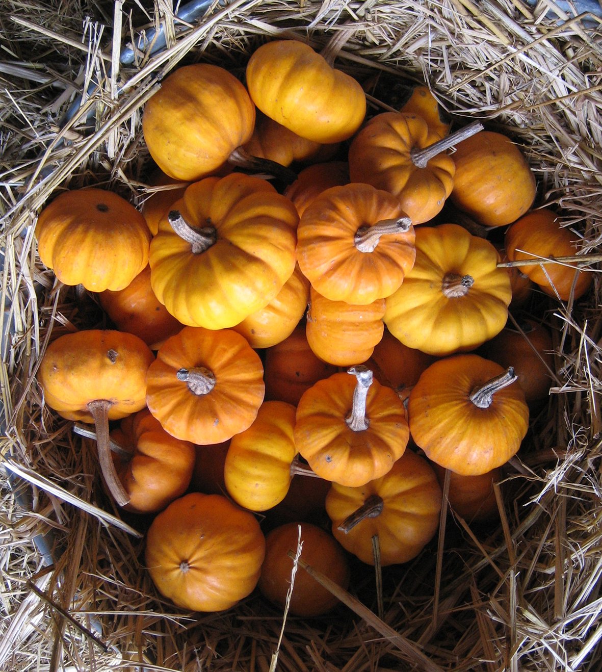 Pumpkin - Green Harvest