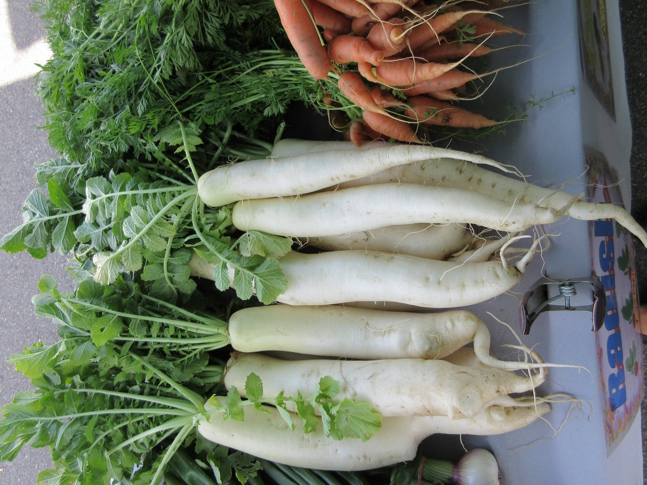 Radish - Green Harvest