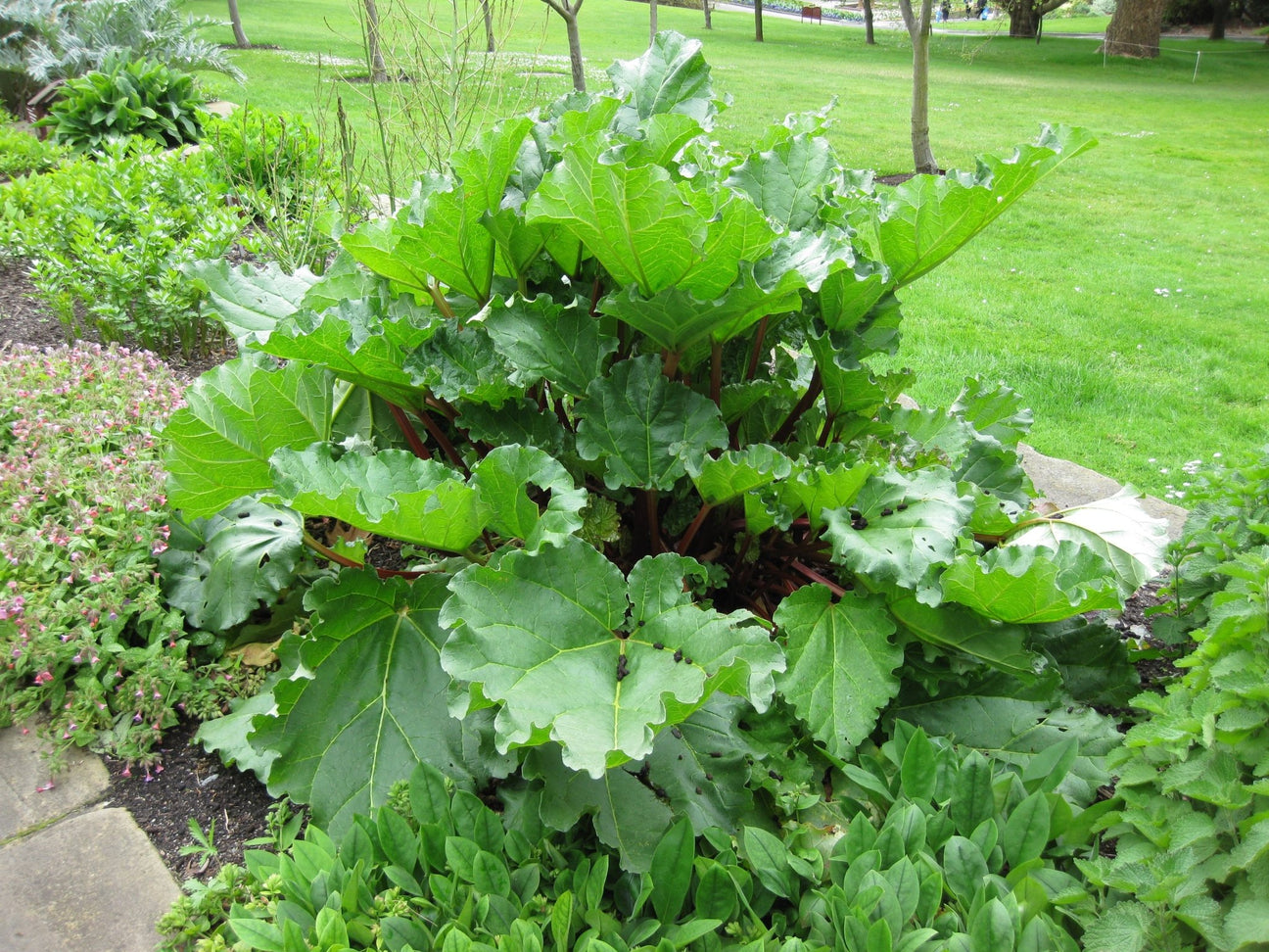 Rhubarb - Green Harvest