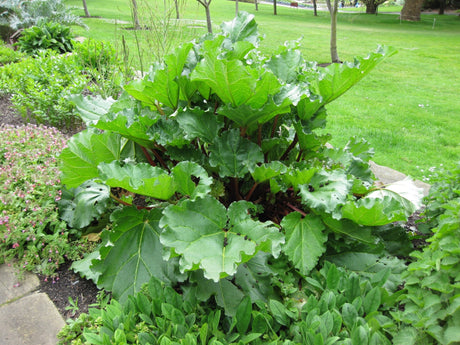 Rhubarb - Green Harvest