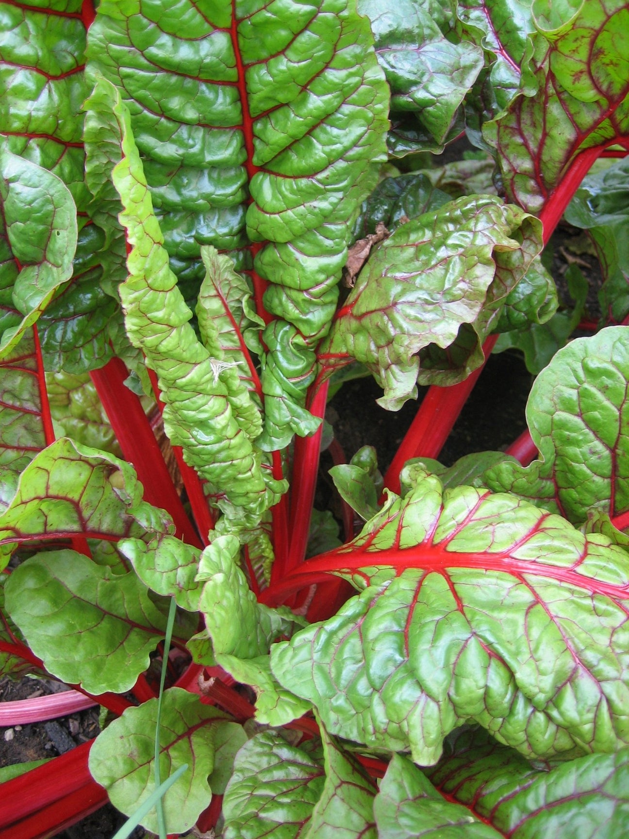 Silverbeet - Green Harvest