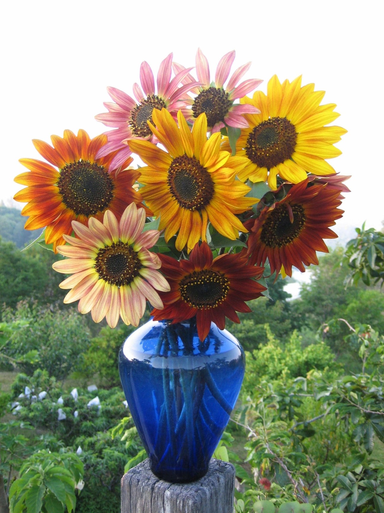 Sunflowers - Green Harvest