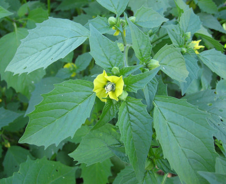 Tomatillo - Green Harvest