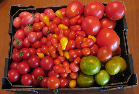 Tomatoes - Green Harvest