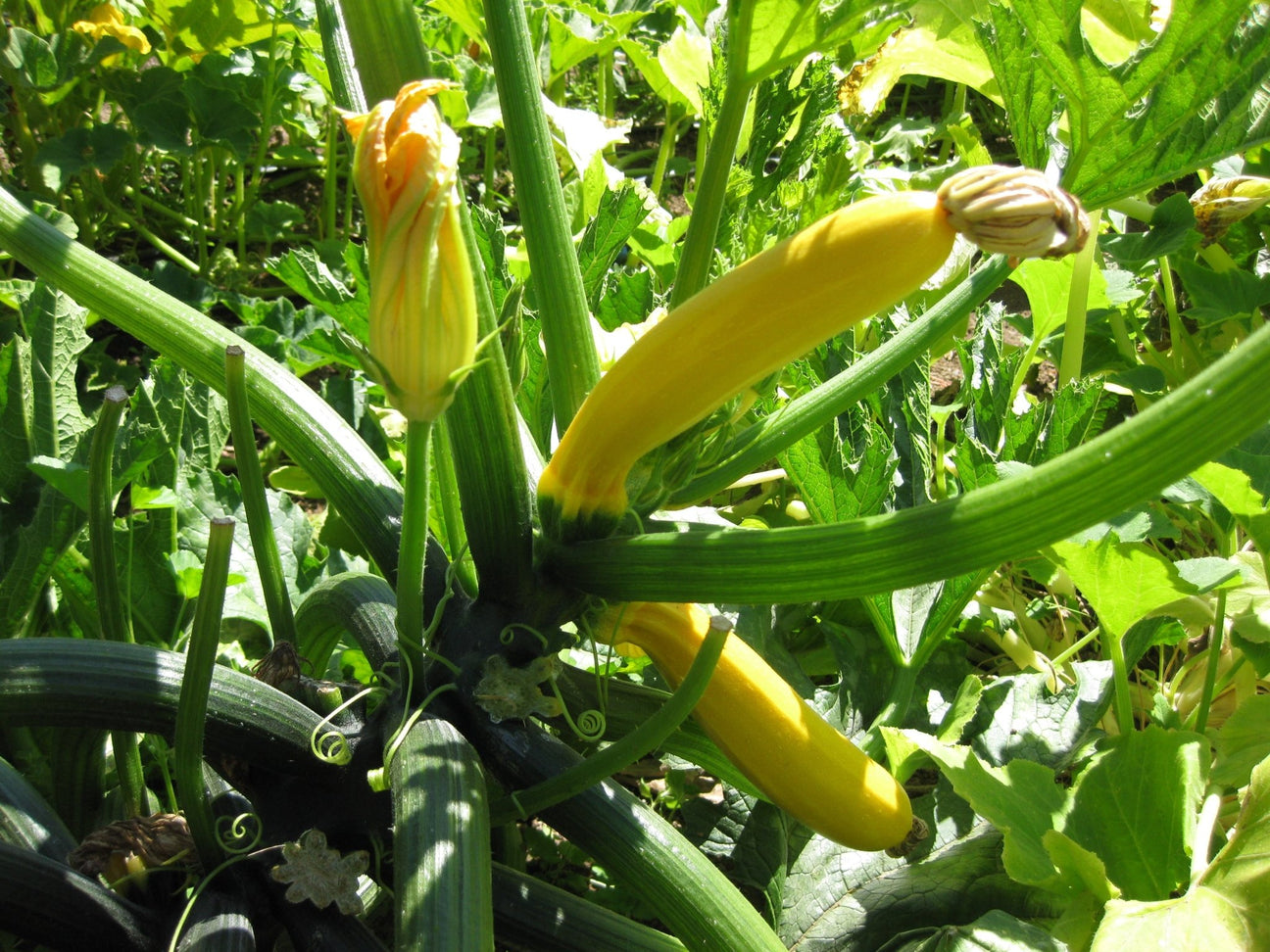 Zucchini - Green Harvest