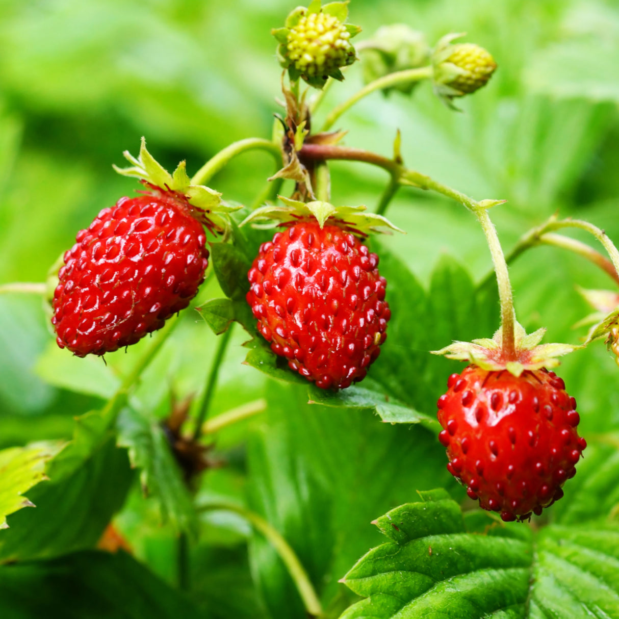 Alpine Strawberry 'Baron Solemacher'