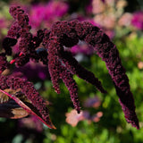 Amaranth 'Red'