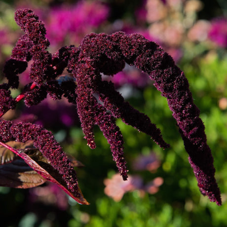 Amaranth 'Red'