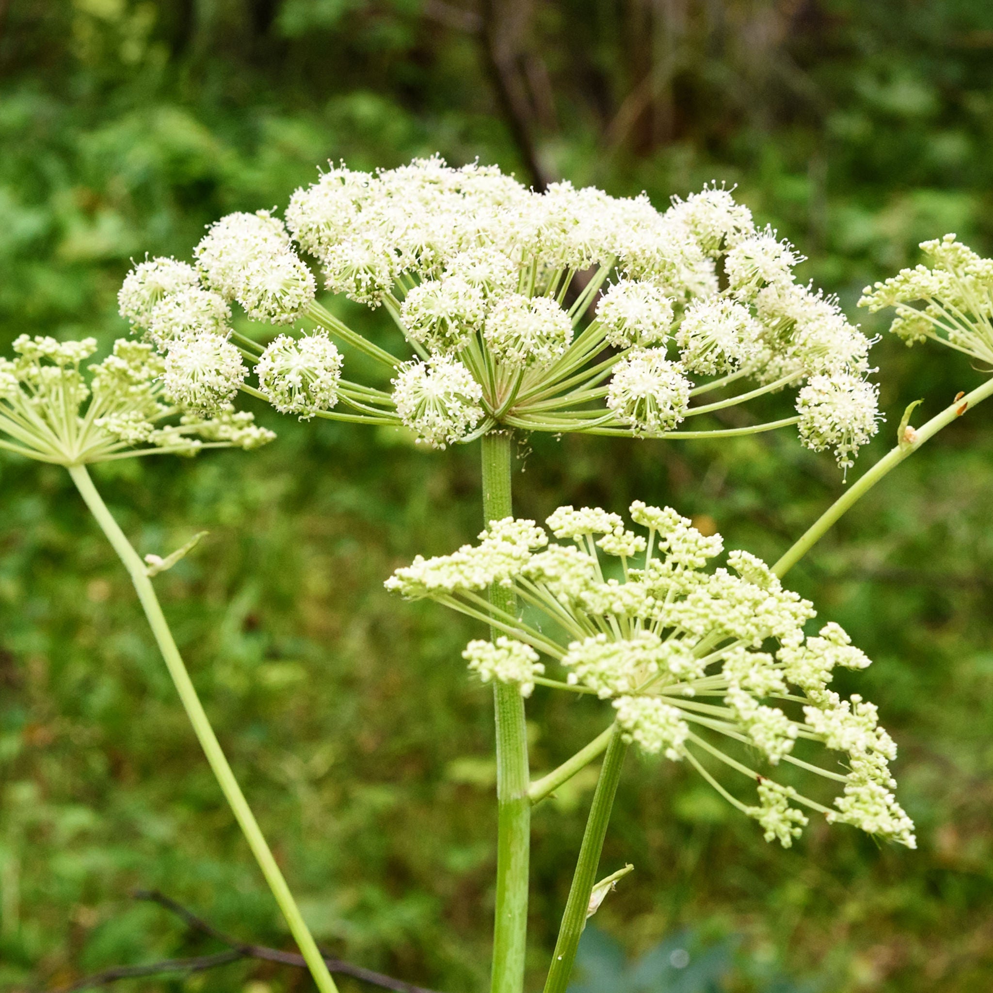 Angelica – Green Harvest