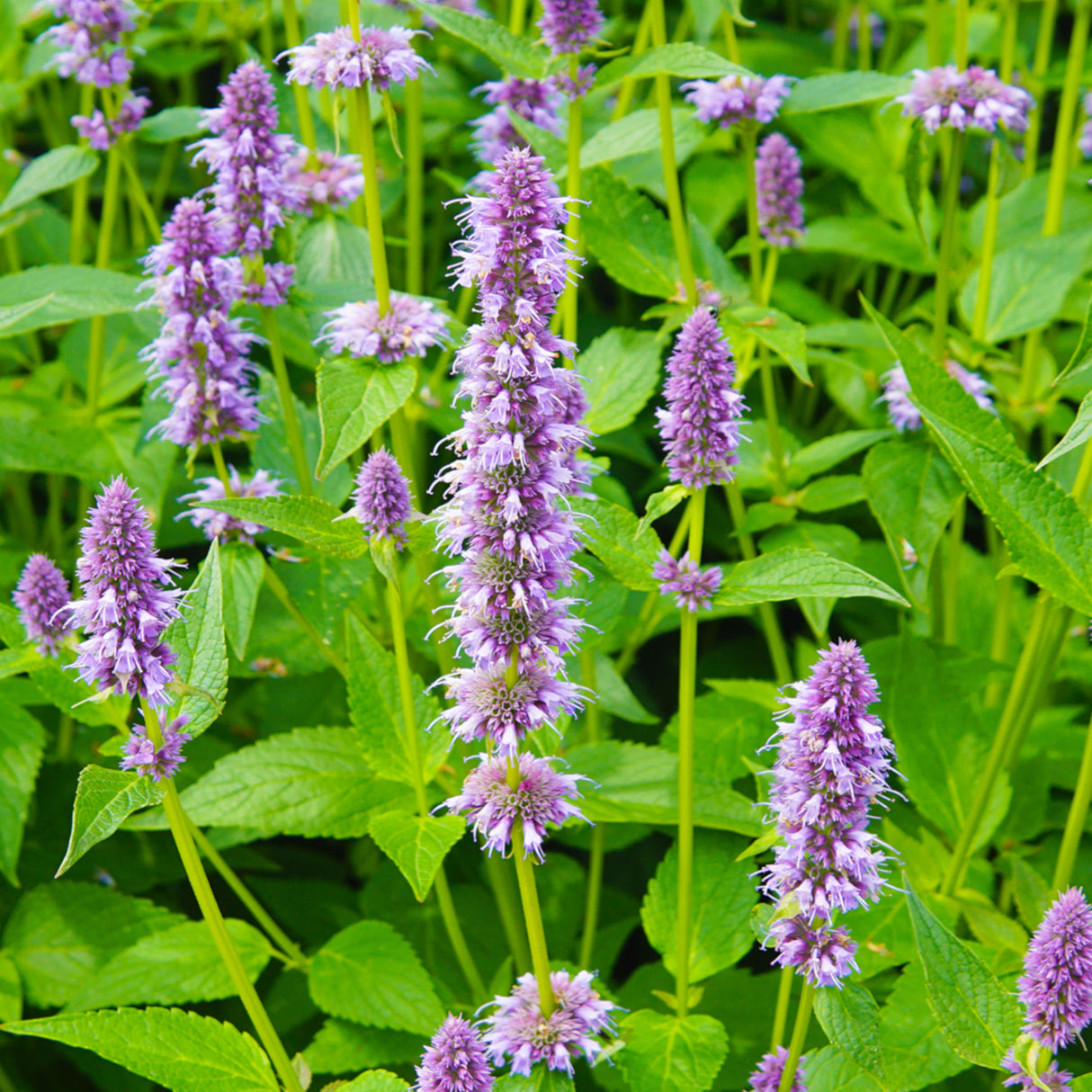 Anise Hyssop