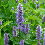 Anise Hyssop