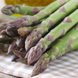 Asparagus 'Mary Washington'