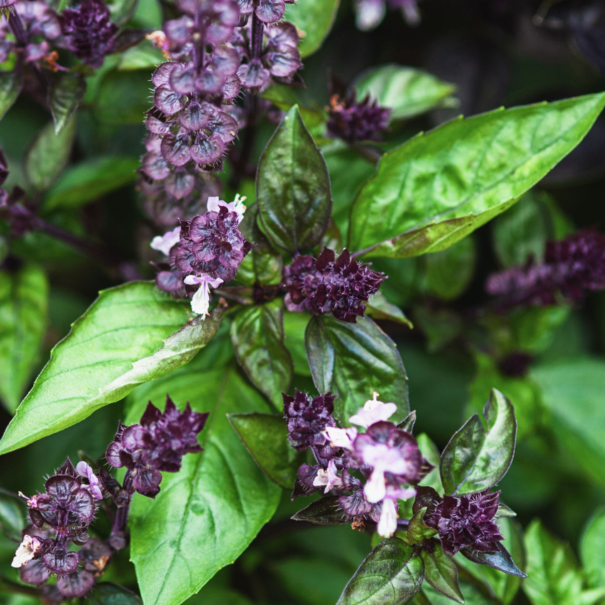 Basil 'Cinnamon'